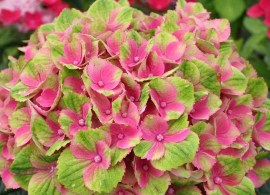 hydrangea magical amethyst 1
